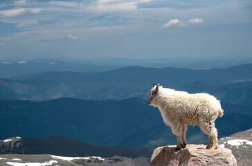 Mountain Goat stands in the snowy landscape on top of Mt. Evans. - 355954531