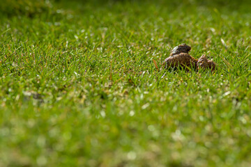 Dog's excrement in green grass. Dog poo on lawn. Dog shit in public park.