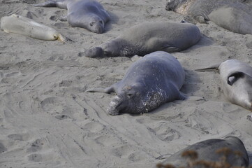 sea elephants california 