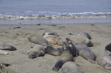 Fototapeta premium sea elephants california 
