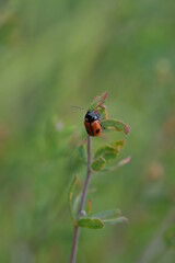 Naklejka premium Ein glänzender Blattkäfer mit schwarz und rot. Auf seine rote Flügel hat er zwei große und viele kleine Punkte und er hält sich an eine grün lila Pflanze fest. Der Hintergrund ist hellgrün, unscharf.