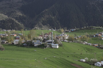 Scenic panoramic landscape of a picturesque green mountain valley in spring. Historic village with blossoming trees and traditional houses.Savsat/ARTVİN/TURKEY
