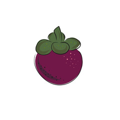 Hand drawn mangosteen tropical fruit. Fresh organic food. Vector illustration with sketch.