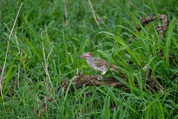 Nubian woodpecker on a log in northern Serengeti, Tanzania