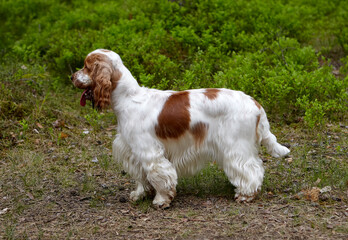 Summer. Park. On the path is an English Cocker Spaniel. Color white-red. Age 1 year. In the background, you can see the green leaves of shrubs.