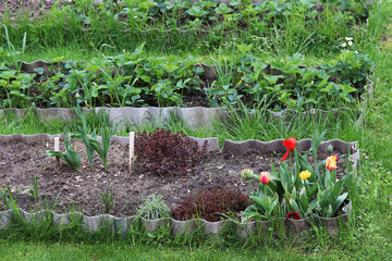 spring flowers in the garden