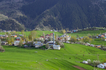 Fototapeta na wymiar Scenic panoramic landscape of a picturesque green mountain valley in spring. Historic village with blossoming trees and traditional houses.Savsat/ARTVİN/TURKEY