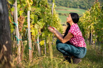 Young woman working in vineyard cutting grapes
