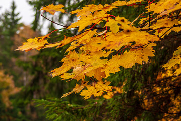 autumn maple leaves