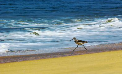 Common greenshank, a species of sandpipers bird walk on a sandy beach