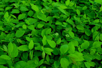 close-up of a fresh foliage