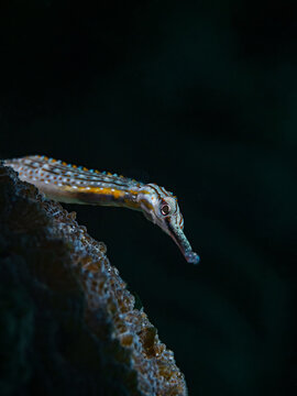 Dragonface Pipefish, Gelbgeb&auml;nderte Seenadel (Corythoichthys maematopterus)