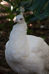 White Peacock in the shade