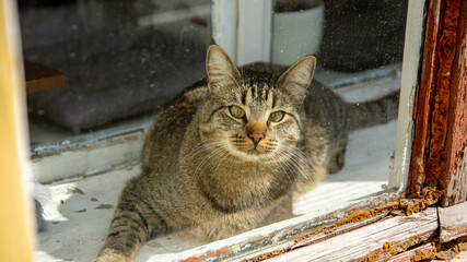 Striped cat behind the glass.