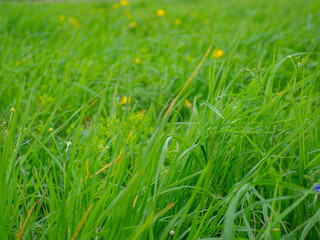 green grass with yellow dandelions, natural background