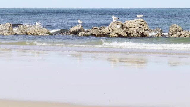 Coastal beach scene on a nice day in Fraserburgh, Scotland in June with gentle waves splashing against rocks and seagulls perching 