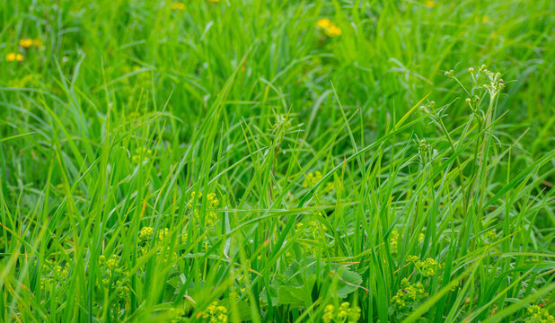 green grass with yellow dandelions, natural background