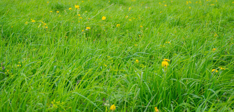 green grass with yellow dandelions, natural background
