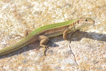 Lizard on a wall. 