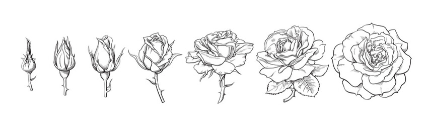 Rose blooming from closed bud to fully open flower. Hand drawn sketch style set. Vector illustration isolated on white background
