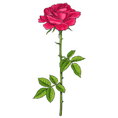 Red rose flower with green leaves and stem. Realistic hand drawn vector illustration in sketch style