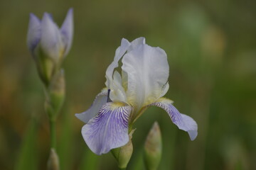 iris flower closeup