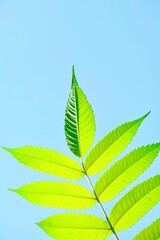 Green branch of a tree illuminated by beautiful sunlight. Summer background. Summer mood. 