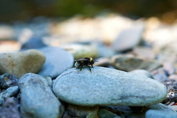 Hummel auf Stein