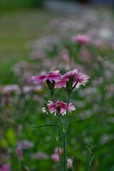 China pink or rainbow pink or Dianthus sinensis in a field