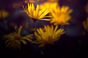 Gelbe Blumen dark and moody