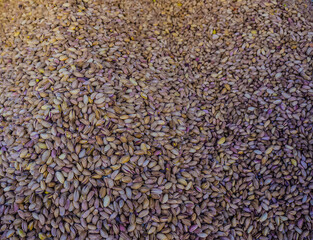 Top view of group of pistachio nuts in market in Gaziantep City, Turkey. Salted pistachio nuts lined up in bazaar or shop. Traditional dry nuts, as also known Antep Fistigi or Sam Fistigi in Turkish.
