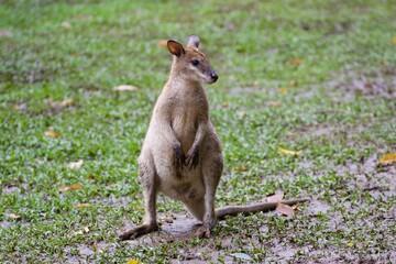 Wallaby in the grass