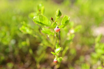 Unripe blueberry, the reddish and pink fruits with the green leaves background in the late springtime