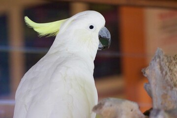 white and yellow parrot 