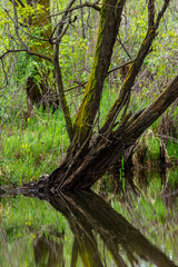 Fototapeta premium tree in the woods