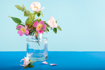 Wild rose flowers in a glass vase on a blue background.