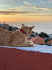 tenerife gato