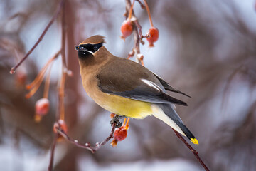 Close up of Cedar waxwing perched in crabapple tree 