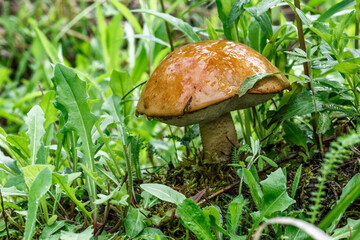 Cute penny bun mushroom is growing in the grass. The beautiful small brown cap of a cep is in the focus. It is vegetarian diet food. The mushroom grows in the forest.