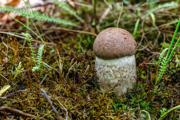 Cute penny bun mushroom is growing in the grass. The beautiful small brown cap of a cep is in the focus. It is vegetarian diet food. The mushroom grows in the forest.