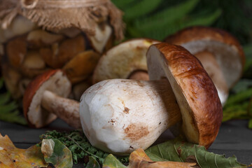 Mushroom Boletus in wooden wicker basket. Boletus edulis over Wood Background, close up on rustic table.  Cooking delicious organic mushroom. Gourmet food,Autumn Cep Mushrooms. Mushrooms Picking