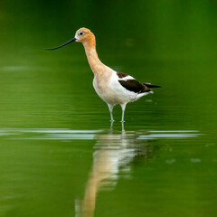 American avocet