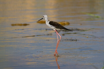 Black-winged stilt also common stilt in marsh waters. its warm tones.