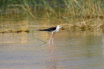 Black-winged stilt also common stilt in marsh waters. its warm tones.