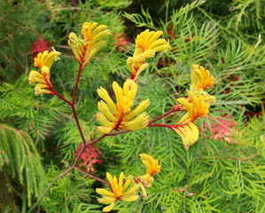 The flowers of a yellow Kangaroo Paw plant from Western Australia. Botanical name Anigozanthos manglesii