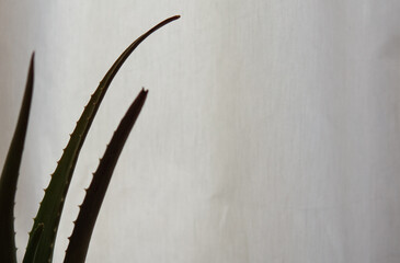 Healing aloe vera in front of white curtain