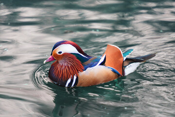Mandarin duck on water