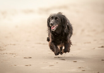 Czarny pies biegnący po plaży © nitka_zaplatana