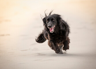pies biegnący po plaży
