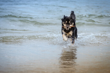 Mokry pies wybiega z wody © nitka_zaplatana